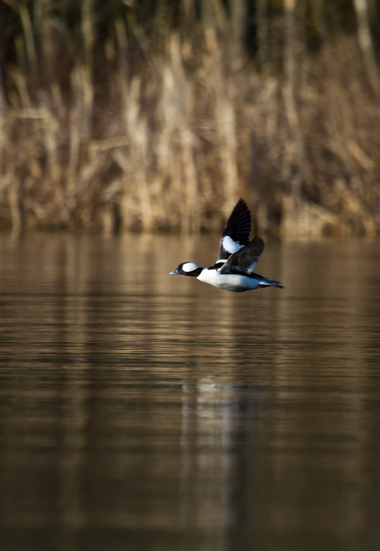 Bufflehead In Flight